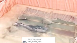 Begini rasikonya jika induk lele sudah afkir tidak kalian ganti