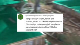 Padahal cuma 2000 ekor tapi disiapkan 4 kolam masih gak muat