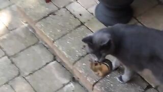 Cat Eats Chipmunk