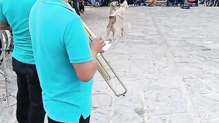 Dog#viral#xD