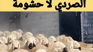 اش هادشي كنشوف ????