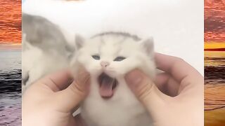 cute cat