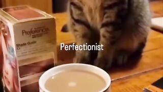 Cat coffe