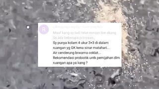 Rekomendasi probiotik terbaik untuk pemijahan lele dikolam tertutup