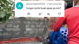 Fungsi SORTIR ikan lele yang belum banyak diketahui oleh para pemula