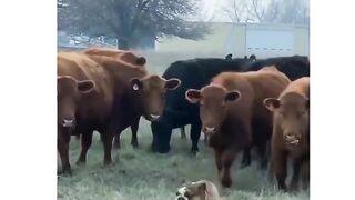Pressplay#viral#funny#dogvsvaca