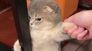 Angry cat sound #cat #new