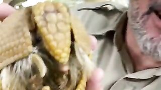 Amazing Interesting animal in this world which name is "Armadillos"