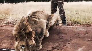 Scaring a lion ????
