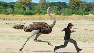 Best funny clips 2023 viral|camel bird funny