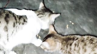 Cats fun meal