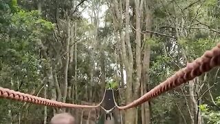 Viral funny clips 2023| monkey attack
