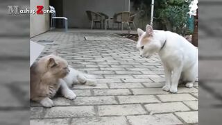 Funny_Catsation