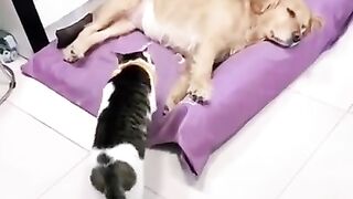 Cute dogs and cats