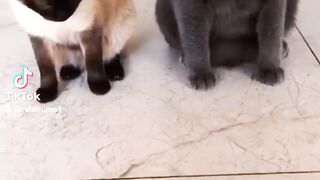 Funny cat's  video