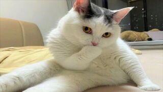Funny animals - Funny cats _ dogs - Funny animal videos Part 1