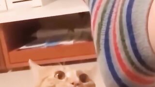 Gatos