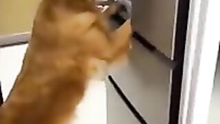 Try Not To Laugh Dog Compilation #15 ???? - Funny Dog Videos #Shorts.