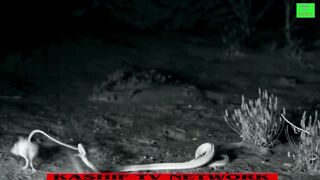 15 Moments When Snakes Messed With The Wrong Opponents ????