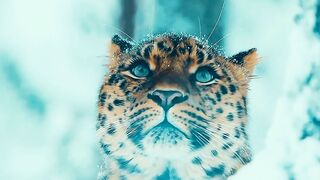 relax music for stress | background video status