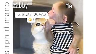 Funnycat and monkey video