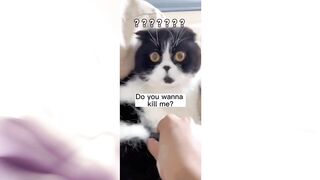 Cat funny movements????????????????????