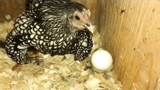 Chicks life