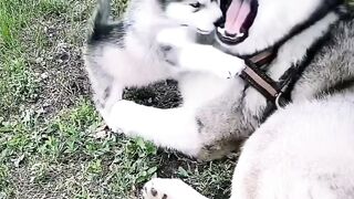 Pet dog