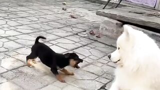 Dogs fight