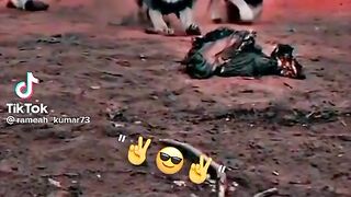 Tiktok best video