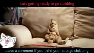 cats getting ready to go clubbing