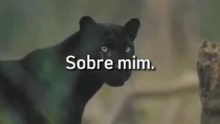 Motivaçaodiaria