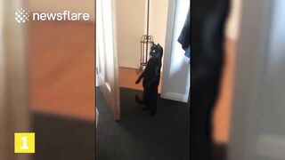 The Ultimate Jealous Pets Compilation: Funniest Pets Videos 2021