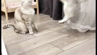 Funny cats