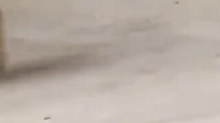 World funny ???? dog and ???? cat funny video part10