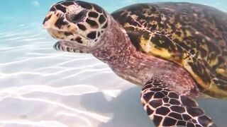 ???????? Secrets of the Sea Turtle: A Mesmerizing Journey Through the Ocean’s Heart ????????"