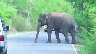 Dengerous Elephant Attack