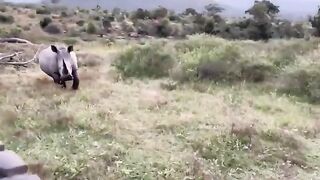 Rhino Attack to Lions