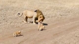 Mother Lion & Kids