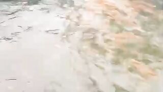 Kolam bulat D2 hanya 800 ekor sampai panen, kalau menerapkan sistem bisa tebar padat