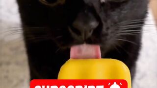 CAT COREe
