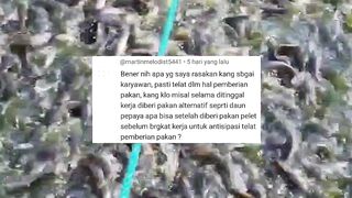 Tips untuk karyawan yang memiliki usaha sampingan budidaya ikan lele