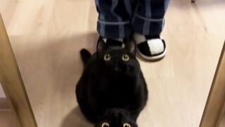 Black cats ???? animal funny cats #shorts #viralshorts #cats
