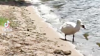 The swan at the Pan Bathhouse