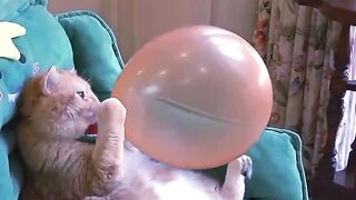 Funny video cat scared