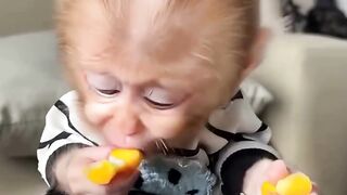 Monkey ????