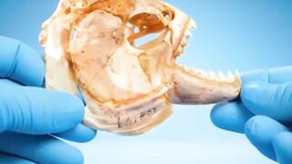 The Deadly Secret Behind a Piranha's Bite Revealed!