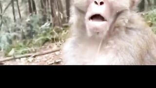 Monkey next..