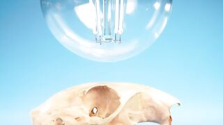 Shocking Discovery! Squirrel Skulls Glow PINK Under UV Light!