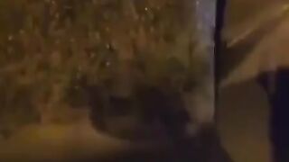 Beaver brings home a Christmas tree